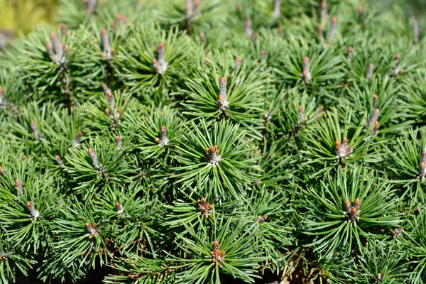 Dwarf Mountain Pine Mops Latin Name Pinus Mugo Mops — Stockfoto