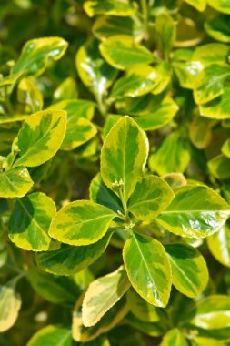 Japonlar çeşitli yapraklar - Latince adı Euonymus japonicus