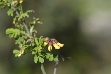 Sarı çiçek tomurcukları olan Vetch benzeri bir koronilla dalı - Latince adı - Hipocrepis emerus subsp. emeroidler