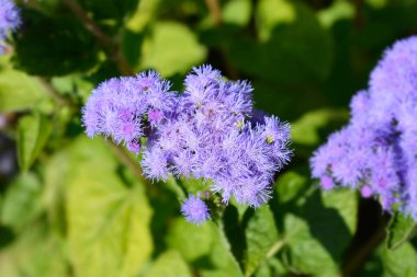 Diş ipi çiçeği - Latince adı - Ageratum houstonianum
