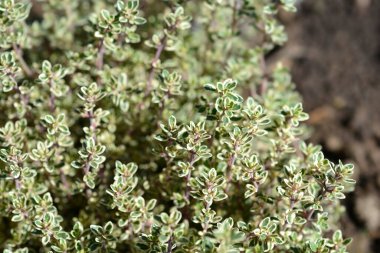 Gümüş Kraliçe Thyme - Latince adı - Thymus x citriodorus Gümüş Kraliçe