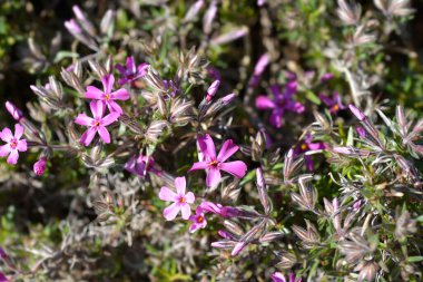 Sürünen Phlox Atropurpurea çiçekleri ve tomurcukları - Latince adı - Phlox subulata Atropurpurea