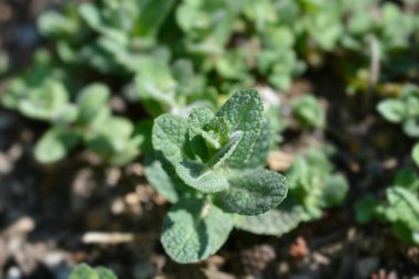 Ananas nane yaprakları - Latince adı - Mentha suaveolens