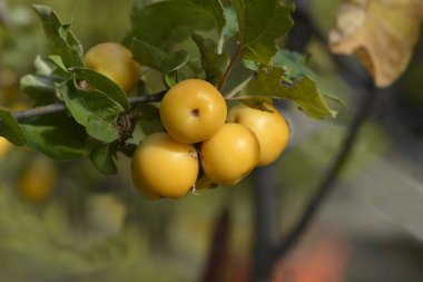 Yaban Arısı - Latince adı - Malus x zumi Altın Yaban Arısı