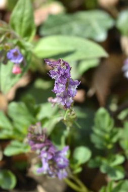 Boşkök çiçeği - Latince adı - Corydalis cava