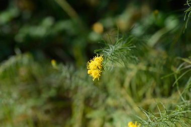 Sarı bukleli sarı çiçekler - Latince adı - Galatella linosyris