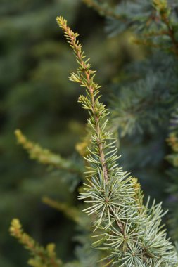 Latince adı Cedrus Atlantica Fastigiata olan Atlas Cedar şubesi