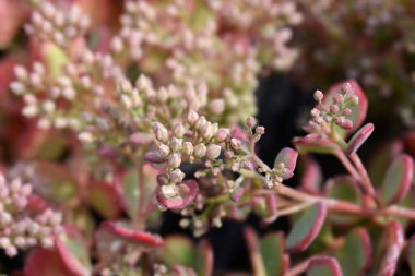 Ekim taşı tomurcukları - Latince adı - Hylotelephium sieboldii