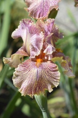 Tall bearded iris Queen in Calico flower - Latin name - Iris barbata elatior Queen in Calico