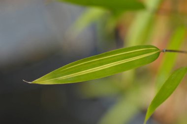 Balıkçıl Bambu yaprakları - Latince adı - Phyllostachys aura