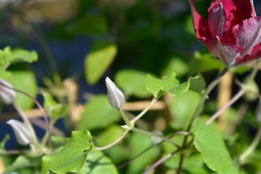 Nubia Clematis kırmızı çiçek tomurcuğu - Latince adı - Clematis Bulvarı Kırmızı
