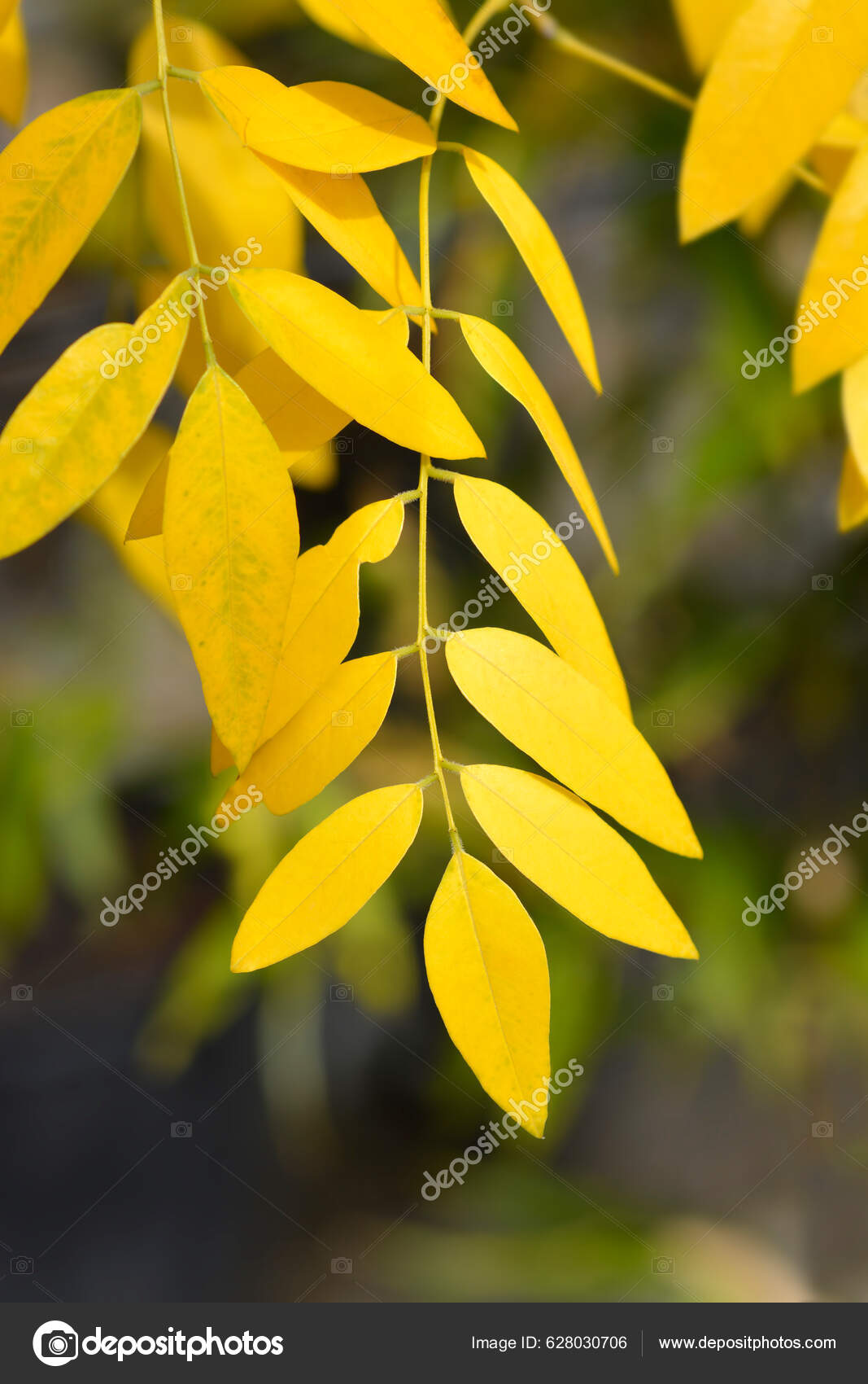 Weeping Japanese Pagoda Tree Branch Yellow Leaves Latin Name ...