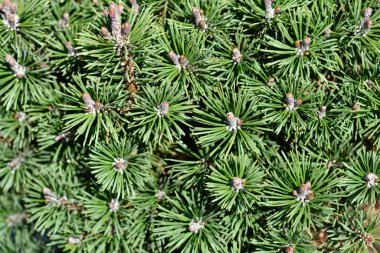 Cüce dağ çam paspasları - Latince adı - Pinus mugo paspası