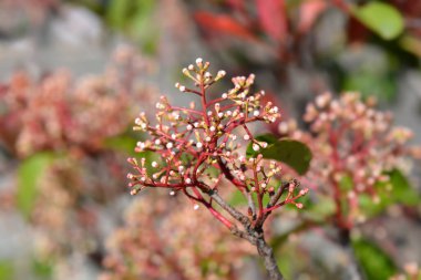 Photinia Red Robin çiçek tomurcukları - Latince adı - Photinia Red Robin