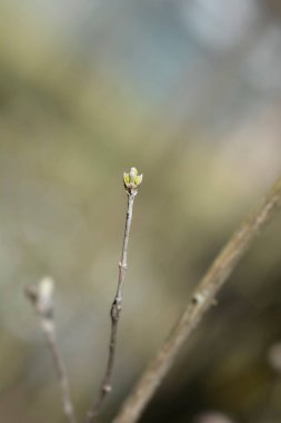 Yaprak tomurcukları olan küçük yapraklı hanımeli dalı - Latince adı - Lonicera microphylla