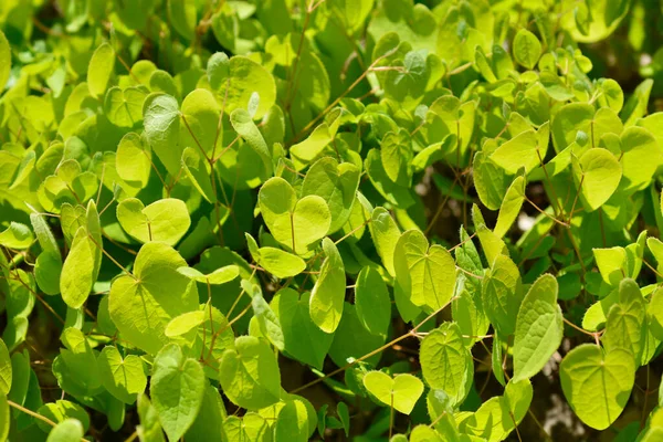 Alpine Barrenwort Leaves Латинское Название Epimedium Alpinum — стоковое фото
