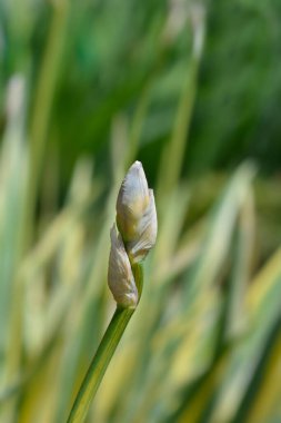 Çeşitli Dalmaçyalı Iris çiçeği tomurcuğu - Latince adı - Iris pallida Variegata