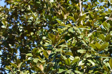 Güney manolya ağacı detayı - Latince adı - Magnolia grandiflora