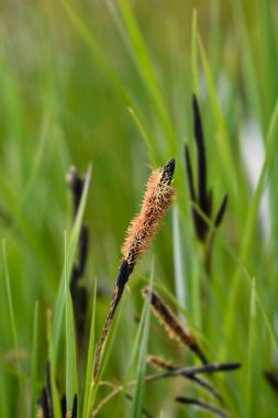 Siyah saz çiçeği - Latince adı - Carex nigra