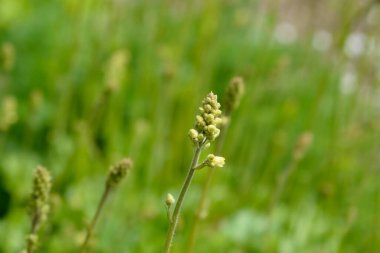 Mercan Çanları Elma Gevreği çiçek tomurcukları - Latince adı - Heuchera Elma Gevreği