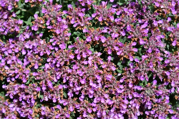 Niemieckie Kwiaty Hybrydowe Łacińska Nazwa Teucrium Montanum Cossonii — Zdjęcie stockowe