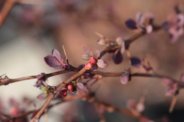 Çiçek tomurcuklu Japon böğürtlen gülü dalı- Latince adı Berberis thunbergii F. atropurpurea Rose Glow