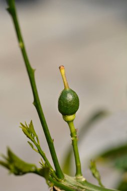 Meyer limon olgunlaşmamış yeşil meyve - Latince adı - Citrus meyerii