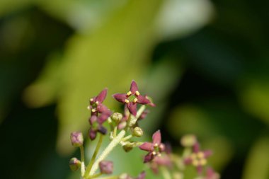 Japon defne çiçekleri - Latince adı - Aucuba japonica