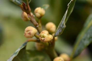 Laurel küçük çiçek tomurcukları - Latince adı - Laurus nobilis