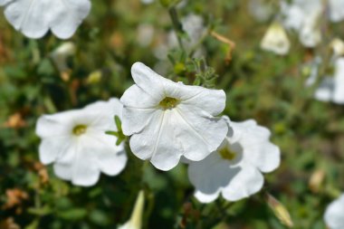 Büyük beyaz petunya çiçekleri - Latince adı - Petunia axillaris