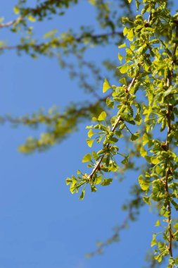 Yeni yaprakları ve çiçekleri olan Ginkgo dalı - Latince adı - Ginkgo biloba