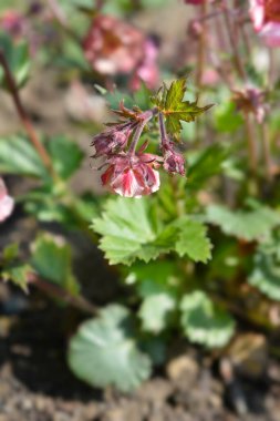 Avens Tempo Gül Çiçekleri - Latince adı - Geum Tempo Gül Gülü