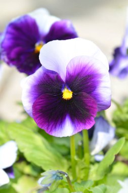 Wiolet ve beyaz bahçe nonoşu çiçeği - Latince adı - Viola x wittrockiana