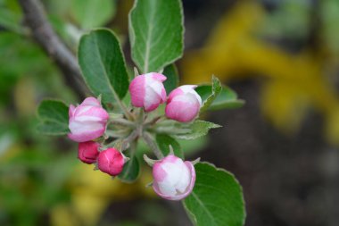 Elma ağacı pembe ve beyaz çiçekler - Latince adı - Malus domestica