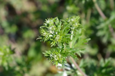 Pamir Cinquefoil çiçek tomurcukları - Latince adı - Potentilla pamirica