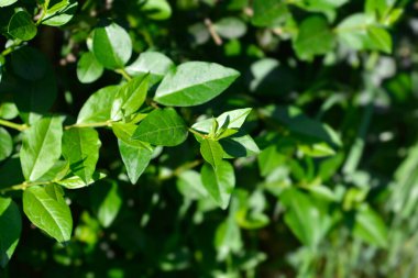 Oval yapraklı özel yapraklar - Latince adı - Ligustrum ovalifolium