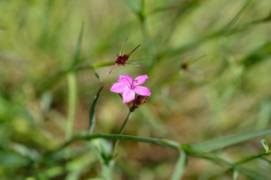 İnce bırakılmış Kartaca pembe çiçekleri - Latince adı - Dianthus carthusianorum subsp. tenuifolius