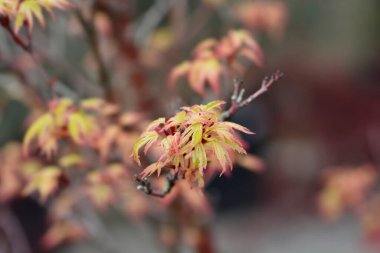 Yeni yapraklı Kelebek Japon Akçaağaç dalı - Latince adı Acer Palmatum Butterfly