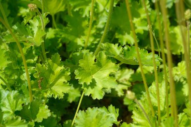 Coral Bells Apple Çıtır yaprakları - Latince adı - Heuchera Apple Çıtır