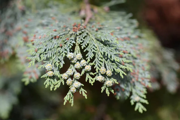 Lawsons Triomf van Boskoop meyveli - Latince adı Chamaecyparis lawsoniana Triomf van Boskoop
