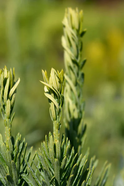 Plum yew Fastigiata dalları - Latince adı - Cephalotaxus harringtonia Fastigiata