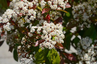 Photinia Red Robin çiçekleri - Latince adı - Photinia Red Robin