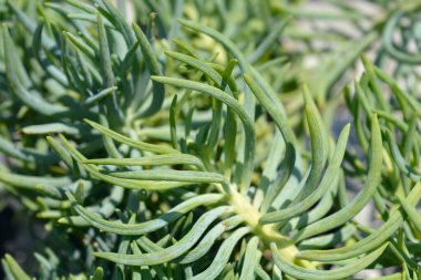 Kilimanjaro sulu yaprakları - Latince adı - Senecio Kilimanjaro