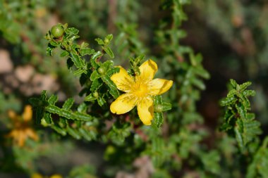 Balear St Johns-wort çiçeği - Latince adı - Hypericum balearicum