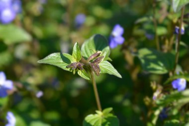 Çalı menekşesi çiçekleri - Latince adı - Browallia americana