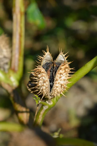 Thorn apple Inka open seed capsule- Latin name - Datura inoxia Inka