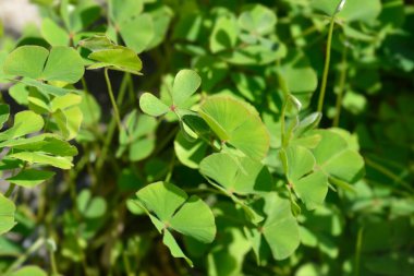 Dört yapraklı pepperwort - Latince adı - Marsilea quadrifolia
