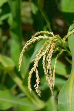 Tatlı mısır çiçekleri - Latince adı - Zea mays