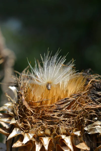 Artichoke Thistle Seed Head Latin Name Cynara Cardunculus — Stock Photo, Image