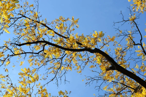 Wschodni Czarny Orzech Gałązki Drzewa Żółtymi Liśćmi Jesienią Nazwa Łacińska — Zdjęcie stockowe